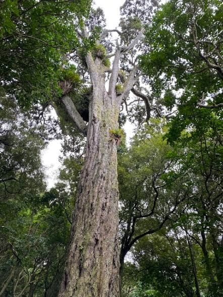 Wellington.Scoop » Saving an 800-year-old tree