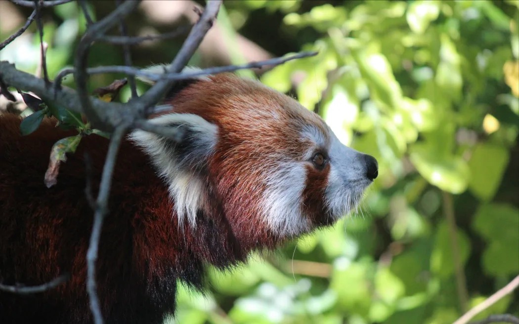 Wellington . Scoop » Zoo popular red panda Sundar dies , aged 12